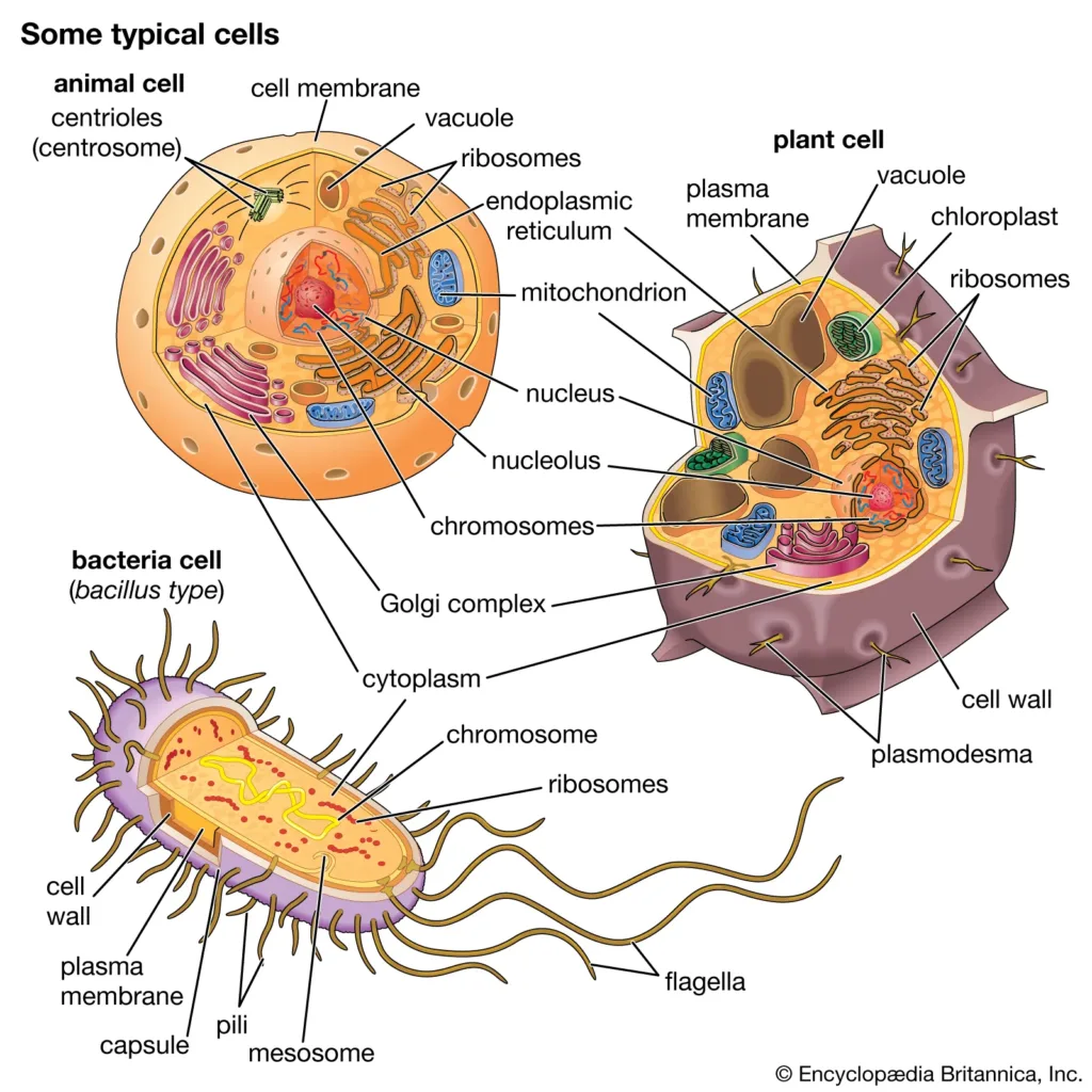 cell biology animal cell labelled illustration