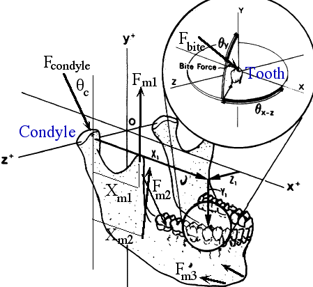 Biomechanics Homework